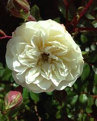 Close-up of rose blooming outdoors