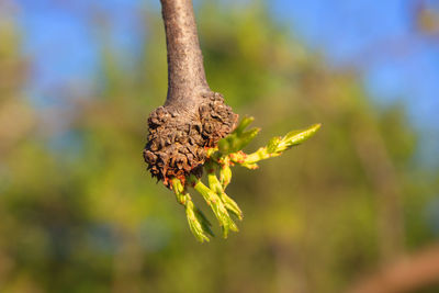 Close-up of insect on leaf