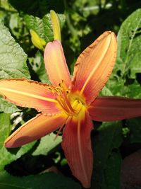 Close-up of day lily