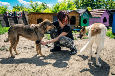 Dog at the shelter.  lonely dogs in cage with cheerful woman volunteer