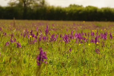 Purple flowering plants on field