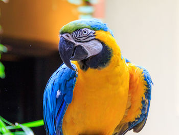 Close-up of parrot perching on branch