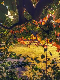 Autumn leaves in pond