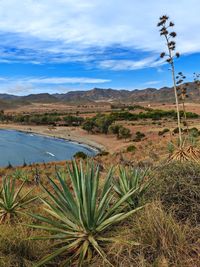 agave