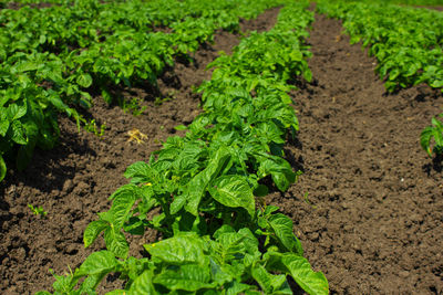 Plants growing in garden