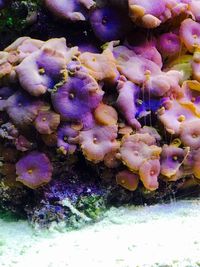 Full frame shot of colorful flowers