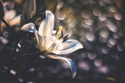 Close-up of white flowering plant