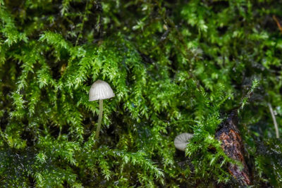 Close-up of mushroom growing moss 