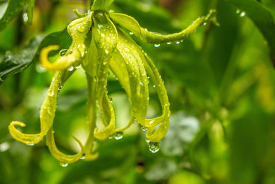 Close-up of wet plant during rainy season