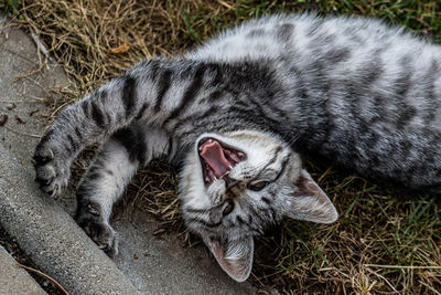 High angle view of cat yawning