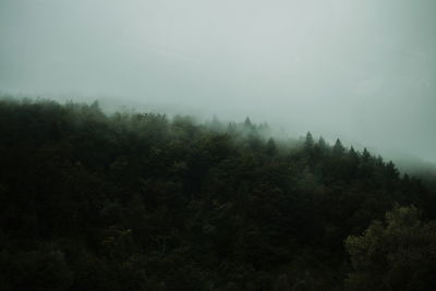 Low angle view of trees against sky