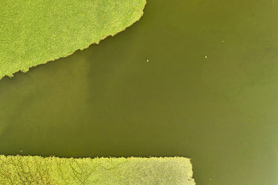 Close-up of yellow leaf against lake