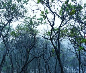 Low angle view of trees against sky
