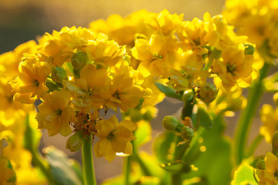 Close-up of yellow flowering plant