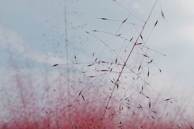 Close-up of plant against sky during winter