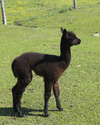 Vertical profile view of leggy baby alpaca with dark brown coat standing in fenced enclosure 