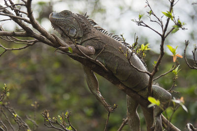 Close-up of iguana on tree