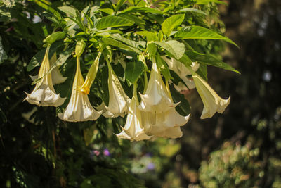 Close-up of flowering plant