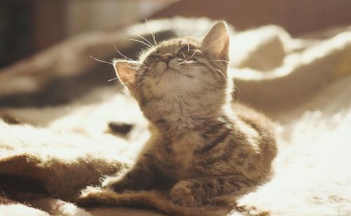 Close-up of a cat