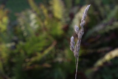 Close-up of snow on plant