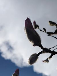 Close-up of leaf against sky