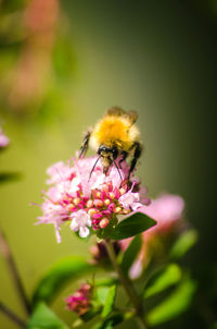 Close-up of bee pollinating on oregano flower