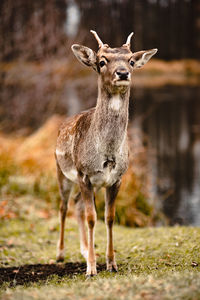 Portrait of baby deer standing on land