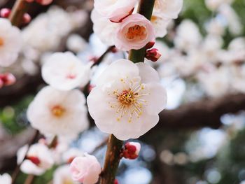 Close-up of cherry blossom