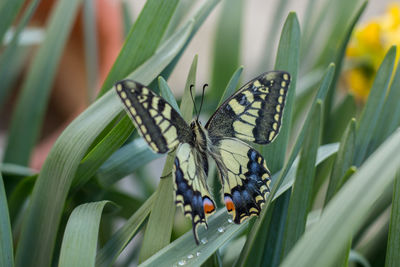 A beautiful swallowtail butterfly on narcissus flowers