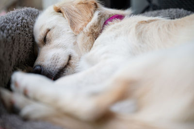 Close-up of dog sleeping