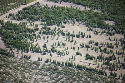 High angle view of plants on field