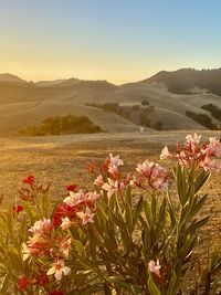 Pink flowering plants on land against sky