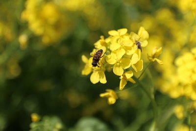 Close-up of bee on yellow flower