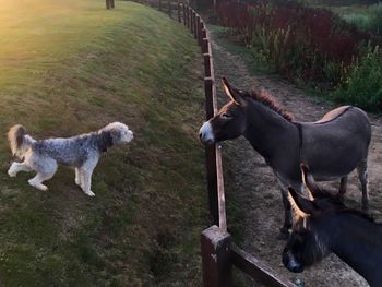 Dogs in a field