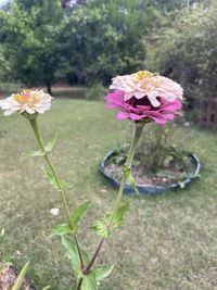 Close-up of pink flowering plant on field