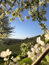 White flowering plant against clear sky