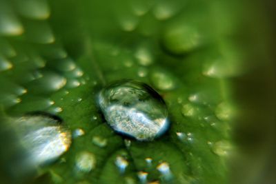 Macro shot of water drops on leaf