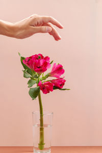 Close-up of pink rose flower in vase