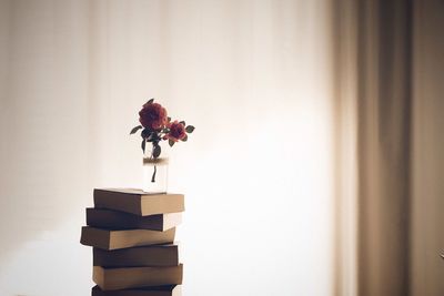 Close-up of red rose in box