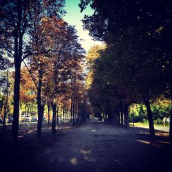 Empty road along trees