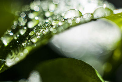 Close-up of water drops on leaves