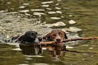 Dog in a lake