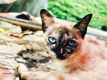 Close-up portrait of cat relaxing outdoors