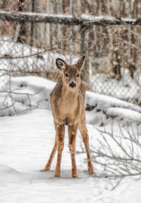 Portrait of deer standing on snow covered field