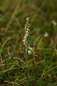 Close-up of plant on field
