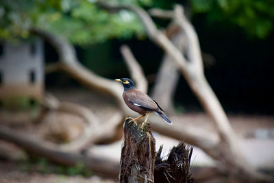 Close-up of bird perching on tree