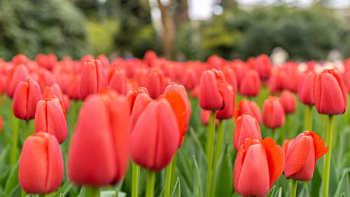 Close-up of red tulips in field