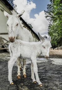 White horse standing in front of built structure