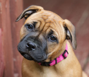 Close-up portrait of dog