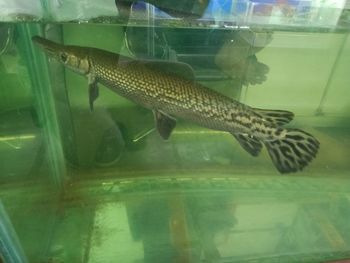 Fish swimming in aquarium